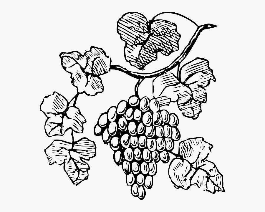 Food, Wine, Grapes, Outline, Drawing, Tree, Border - Grape Vine Clipart Black And White, Transparent Clipart
