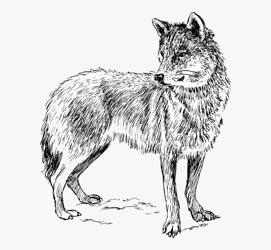 Wolf Carnivore Transparent Clipart Free Png - Wolf Drawing Transparent Png, Transparent Clipart