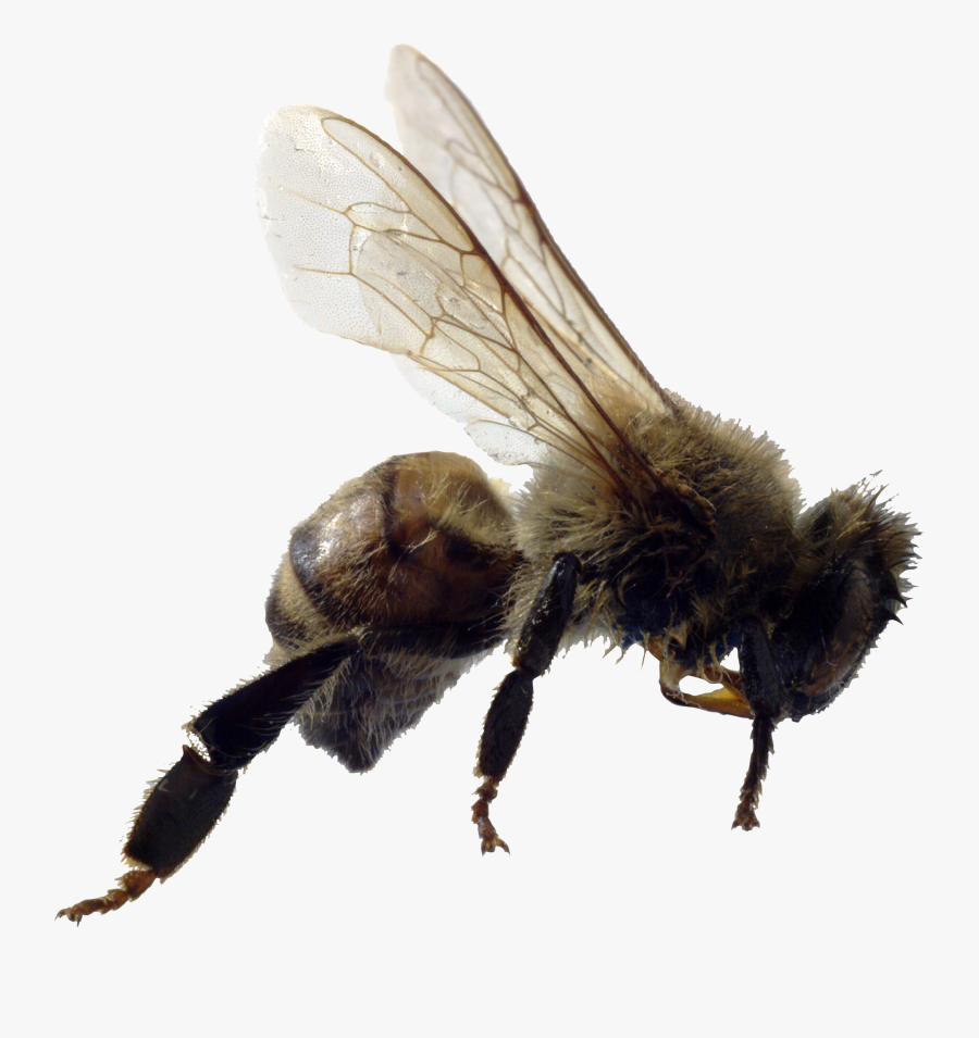 Bee Png Clear Background - Killer Bees, Transparent Clipart