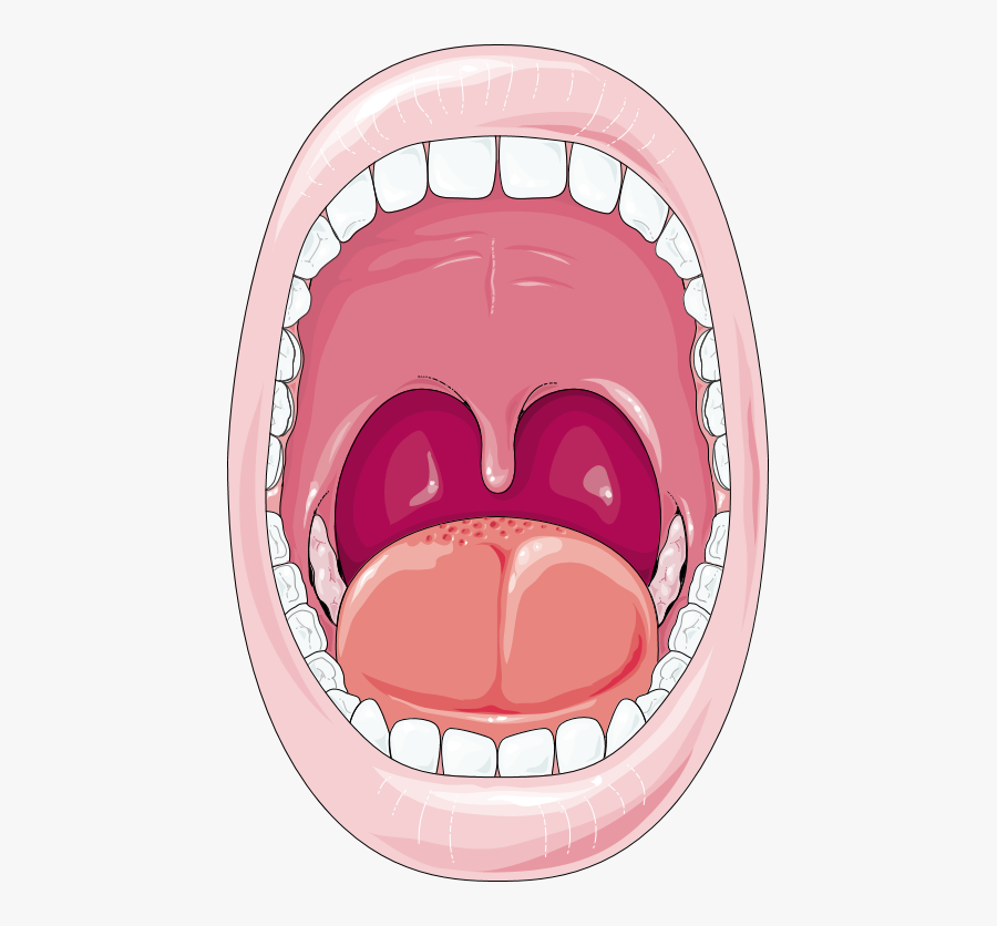 Cartoon Mouth Digestive System, Transparent Clipart