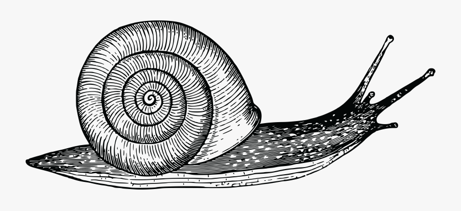 Clip Art Black And White Snail - Snail Black And White, Transparent Clipart
