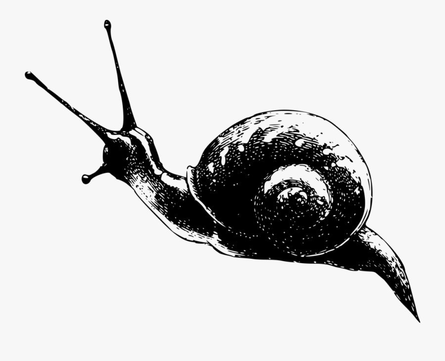 Snail,monochrome Photography,invertebrate - Snail .png, Transparent Clipart