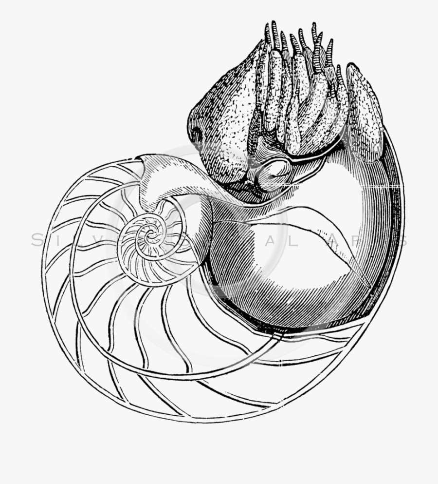 Transparent Snail Clipart Black And White - Nautilus Diagram For Practical, Transparent Clipart
