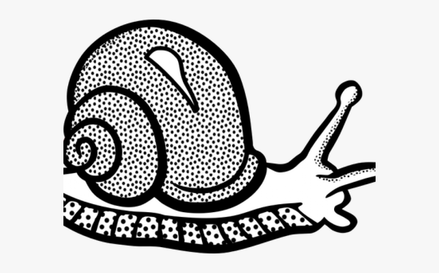 Snail Black And White Clipart, Transparent Clipart