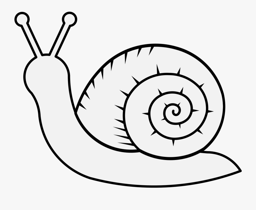 Transparent Snail Shell Clipart - Snail Drawing Free, Transparent Clipart