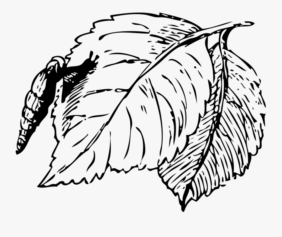 Free Snail - Sombras De Plantas Png, Transparent Clipart