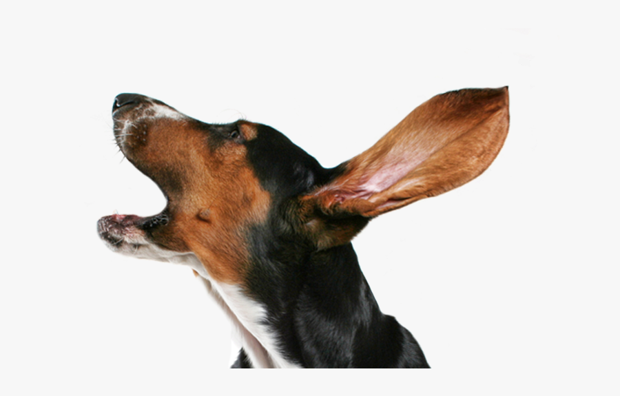Dog Collar Puppy Bark Dog Collar - Bark Dog, Transparent Clipart