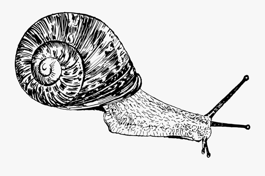 Snail,monochrome Photography,invertebrate - Gastropoda Png, Transparent Clipart