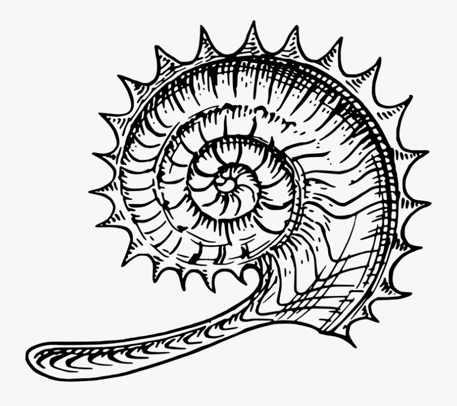 Line Drawings Ammonite, Transparent Clipart