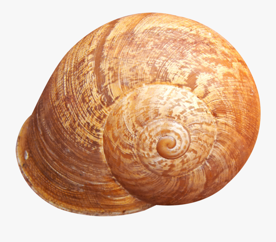 Transparent Clipart Snail - Transparent Background Snail Shell Png, Transparent Clipart