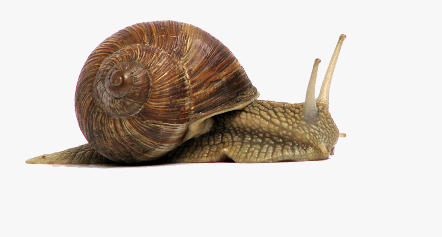 Snails And Slugs - Transparent Snail Png, Transparent Clipart