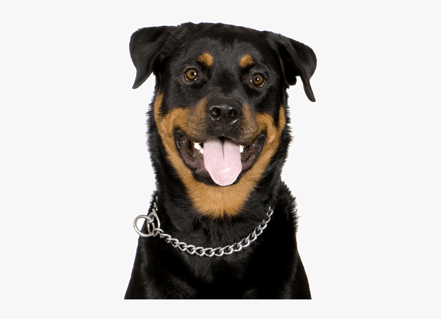 Clip Art Rottweiler Guard Dog - Dog, Transparent Clipart