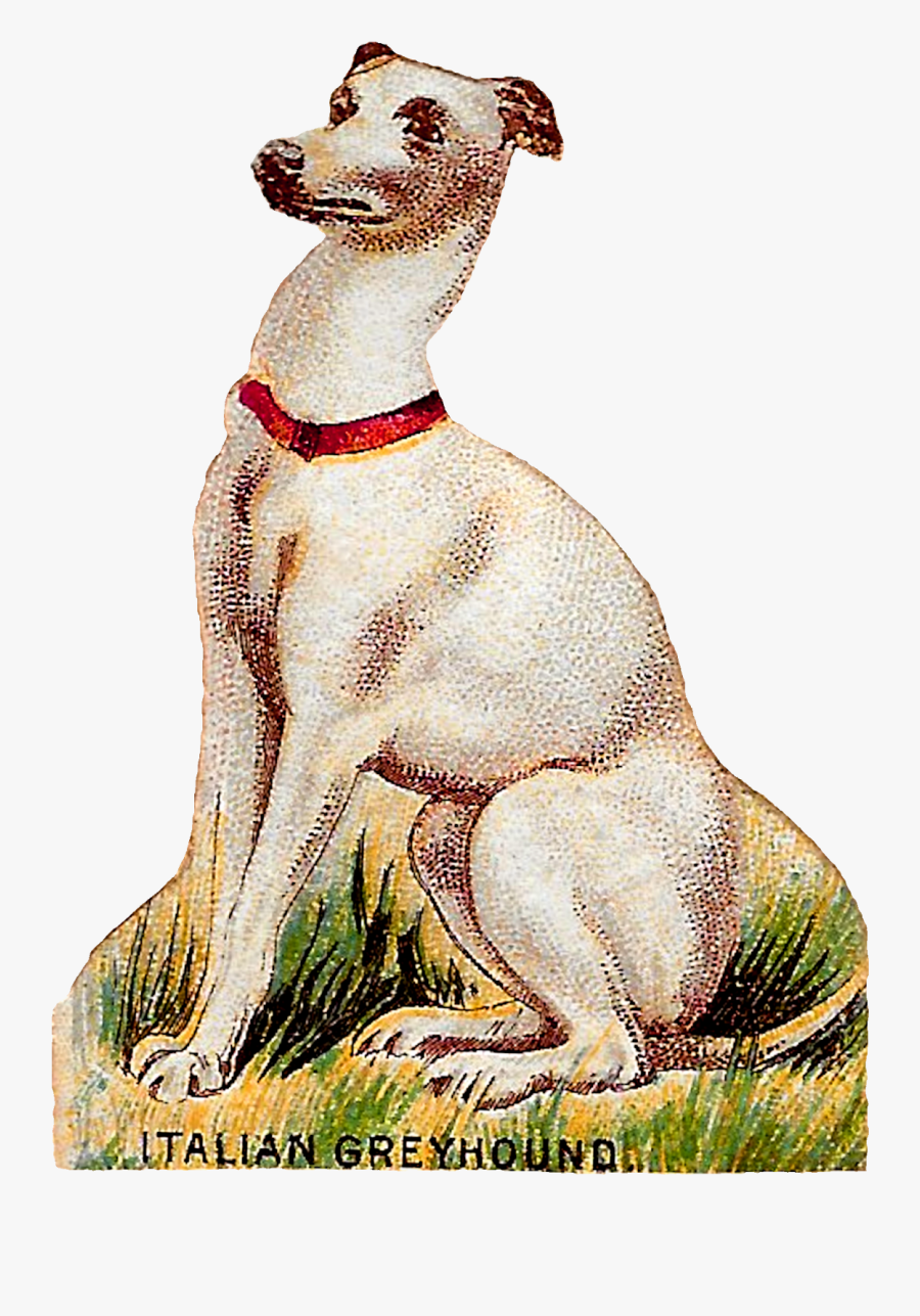 Dog Breed Italian Greyhound Animal Art Antique Image - Hortaya Borzaya, Transparent Clipart
