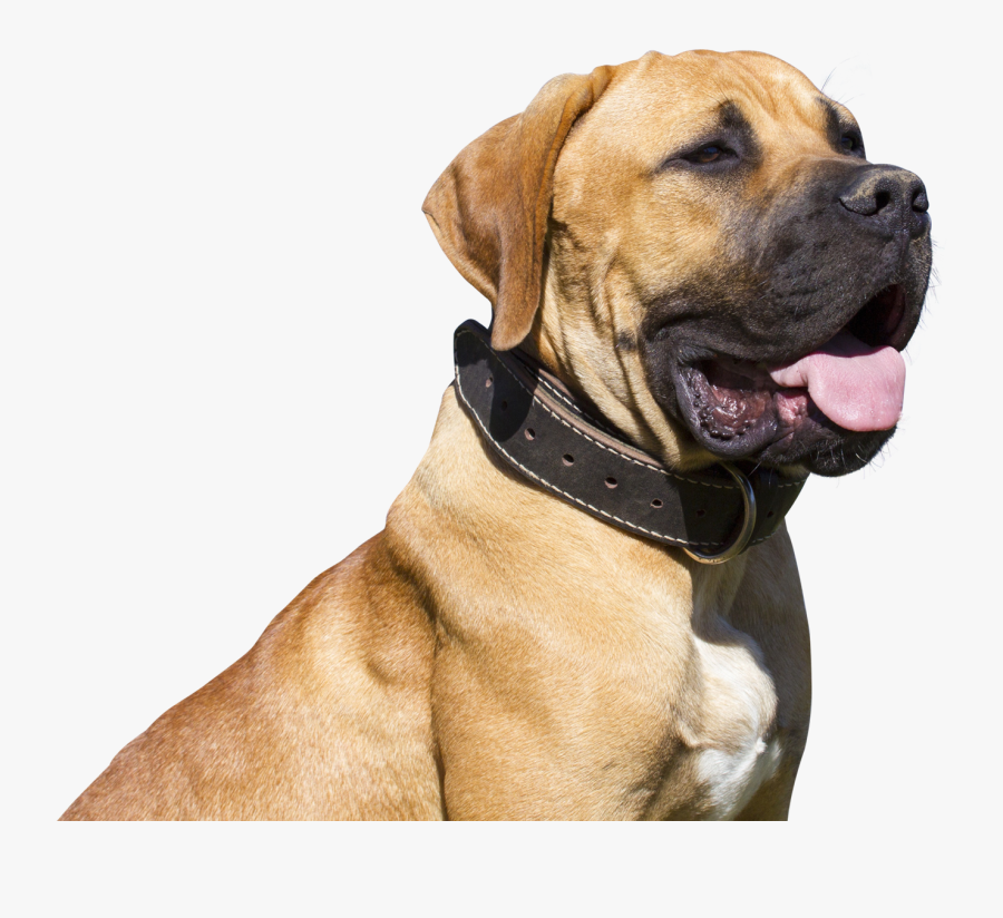Hd Images Dog Png, Transparent Clipart