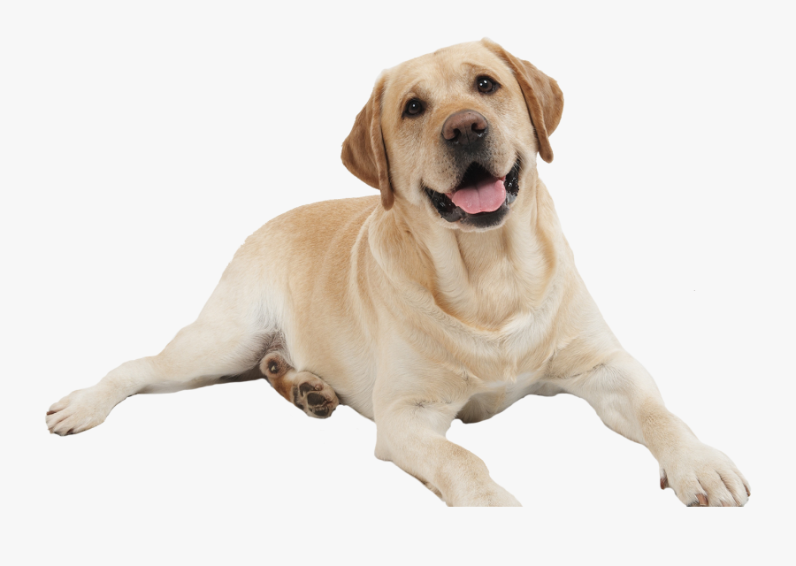 Rottweiler Bark Shock Collar Pet - Dog Png, Transparent Clipart