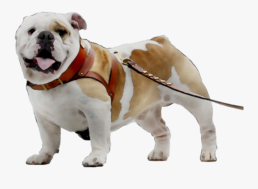 Toy Bulldog Breed Dog Companion Bulldogge Olde Clipart - Olde English Bulldogge, Transparent Clipart