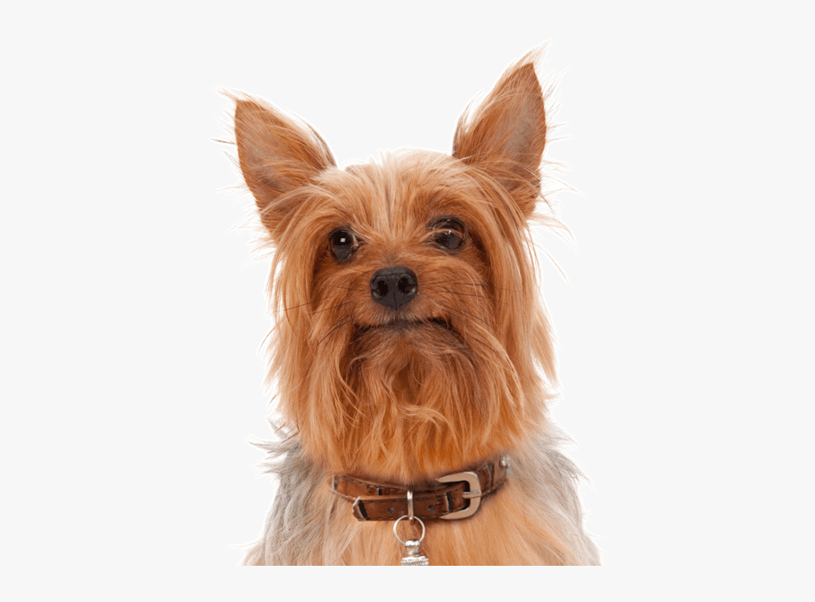 Clip Art Griffon Puppies Dogs Silky - Australian Silky Terrier, Transparent Clipart
