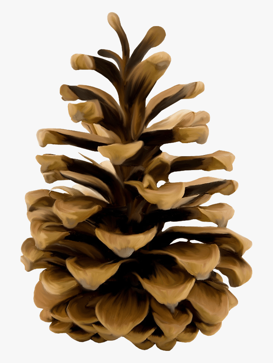 Pine Cone Illustration Pinecone Clipart , Free Transparent Clipart