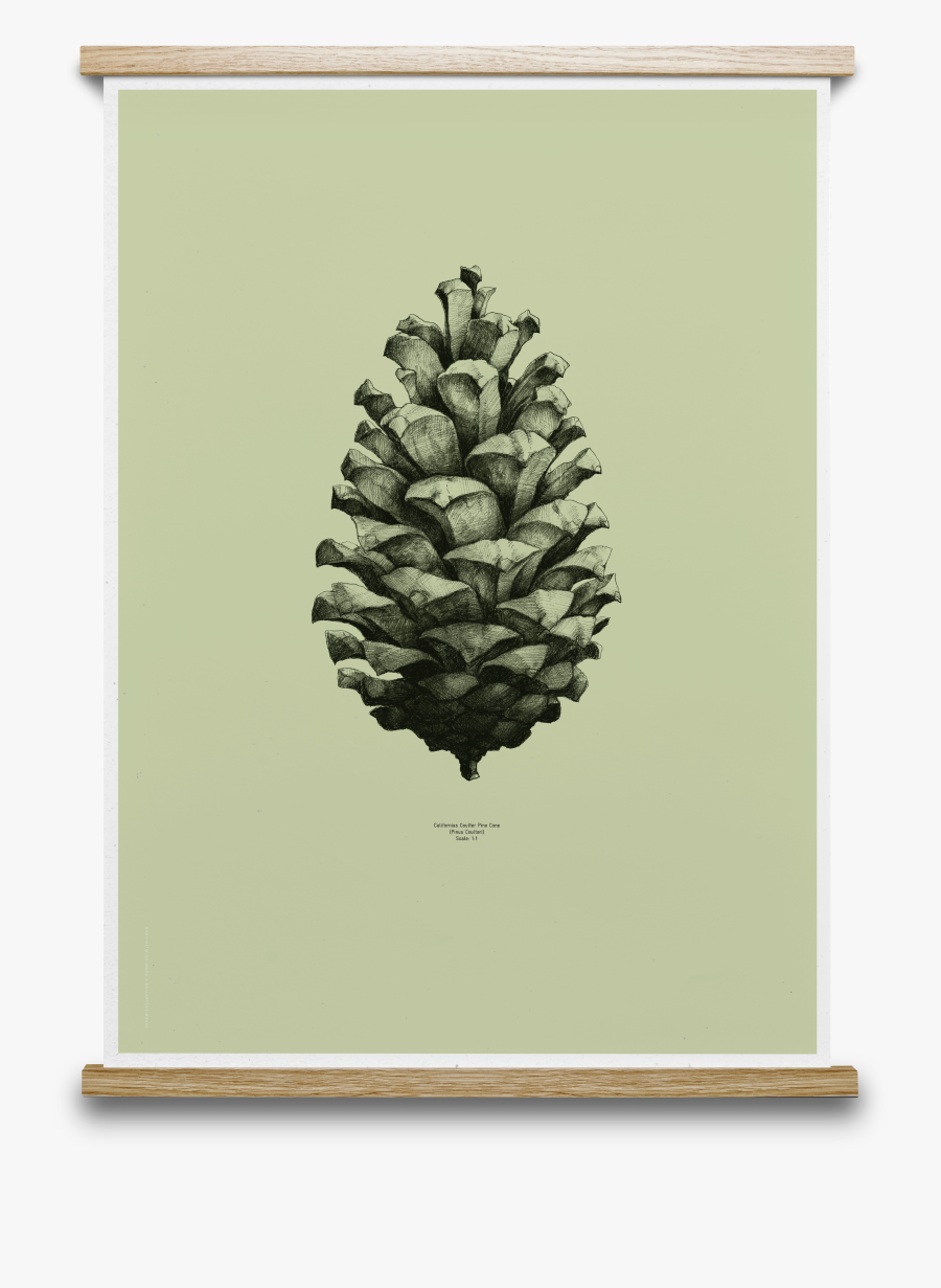 Clip Art Pinecone Drawing, Transparent Clipart