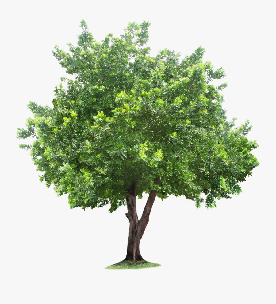 Root Tree Free Frame Clipart - Transparent Tree Translucent Background, Transparent Clipart