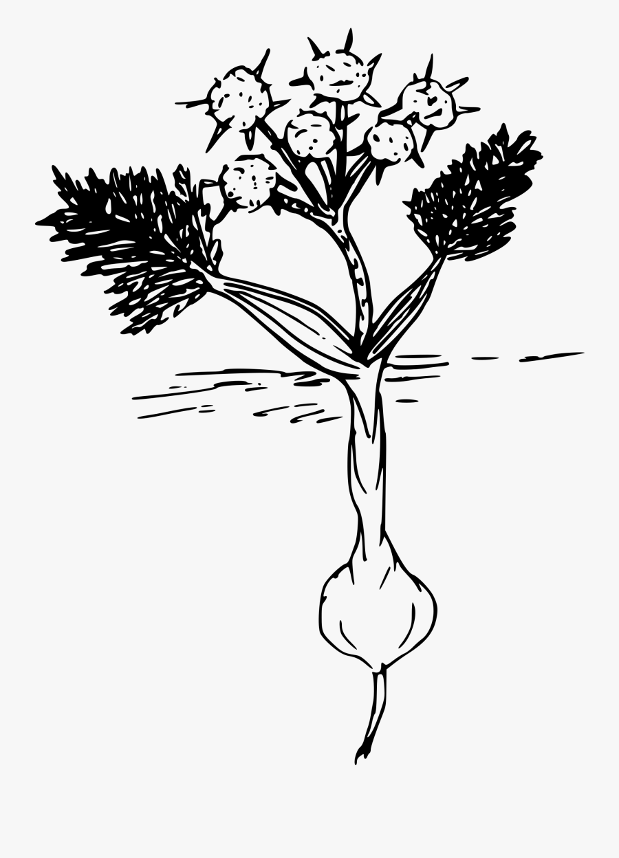 Flower Roots Clipart - Biscuit Root, Transparent Clipart