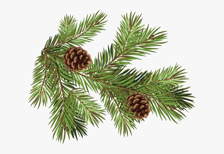 Pinecone Clipart Spruce - Pine Cone Pine Branch, Transparent Clipart