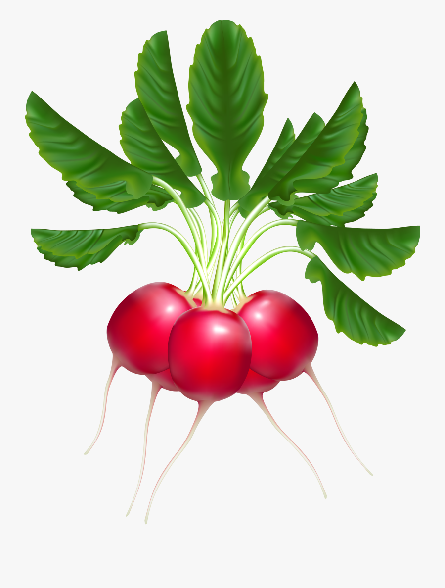 Radish Clipart Png, Transparent Clipart