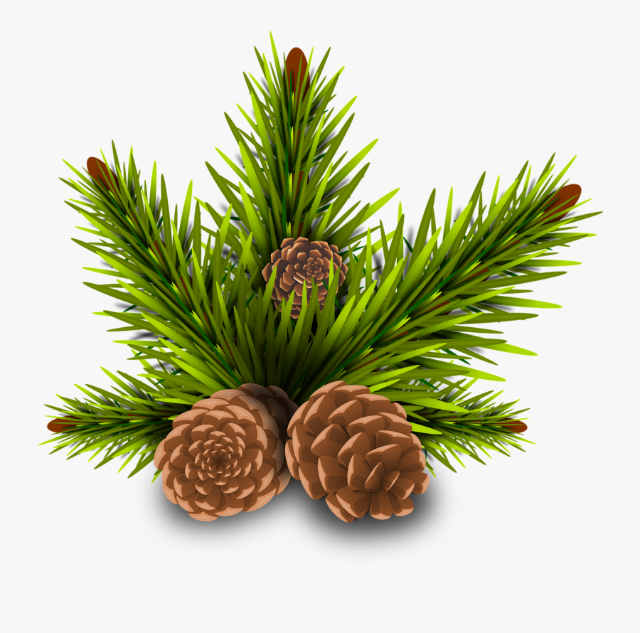 Pine Cone On Branch Png, Transparent Clipart