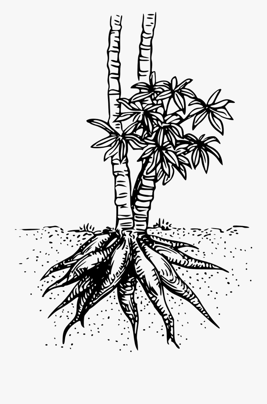 Transparent Plant With Roots Png - Cassava Plant Clipart Black And White, Transparent Clipart