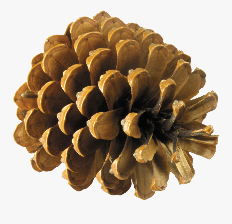 Pine Cone Png - Шишки Png, Transparent Clipart