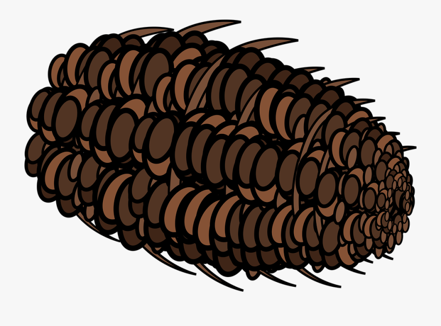 Graphic, Pine Cone, Pine, Cone, Pine Tree, Coniferous - Illustration, Transparent Clipart