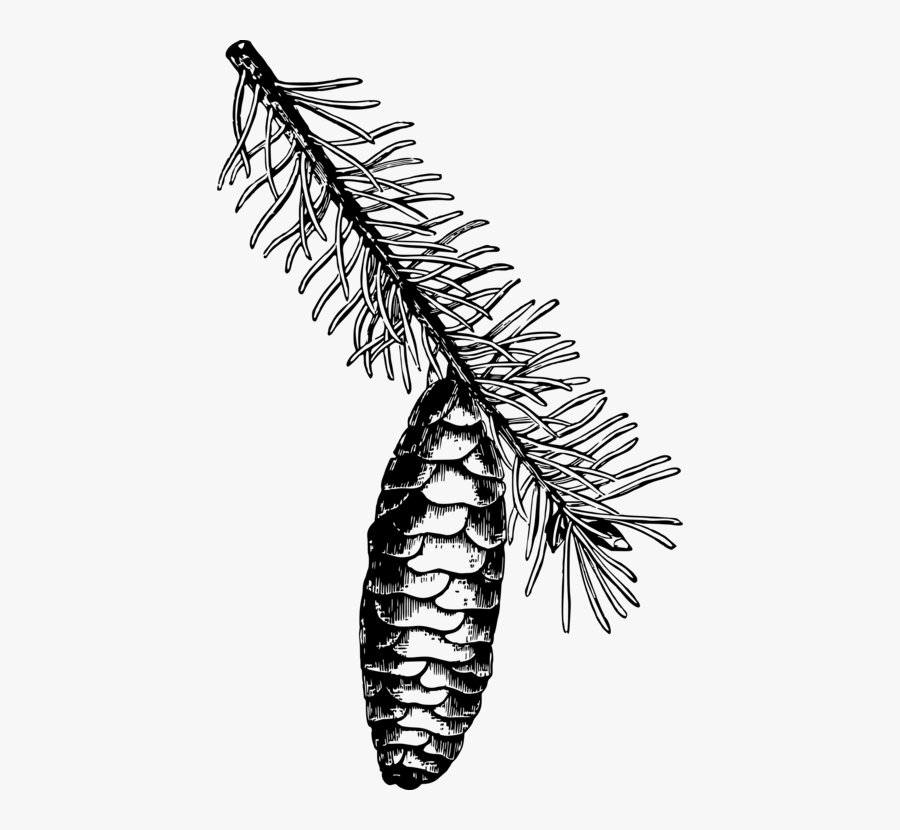 Pine Family,plant,monochrome Photography - Norway Spruce Needles Drawing, Transparent Clipart