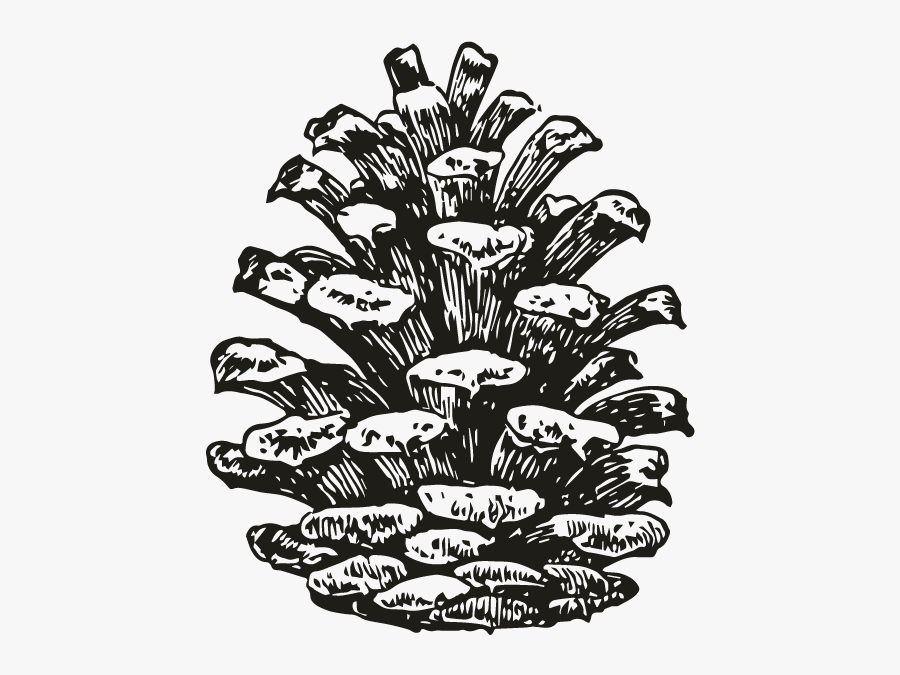 Pinecone Clipart Draw - Southern Culture On The Skids The Electric Pinecones, Transparent Clipart