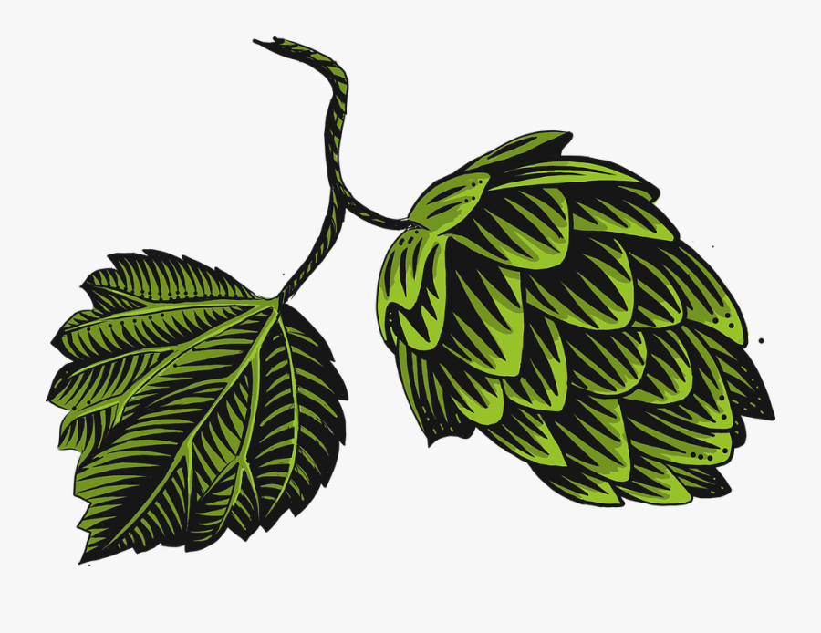 Hop, Pine Cone, Green, Plant, Nature, Beer, Foliage - Illustration, Transparent Clipart