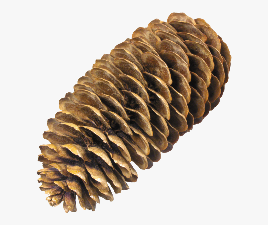 Pine Cone Png, Transparent Clipart