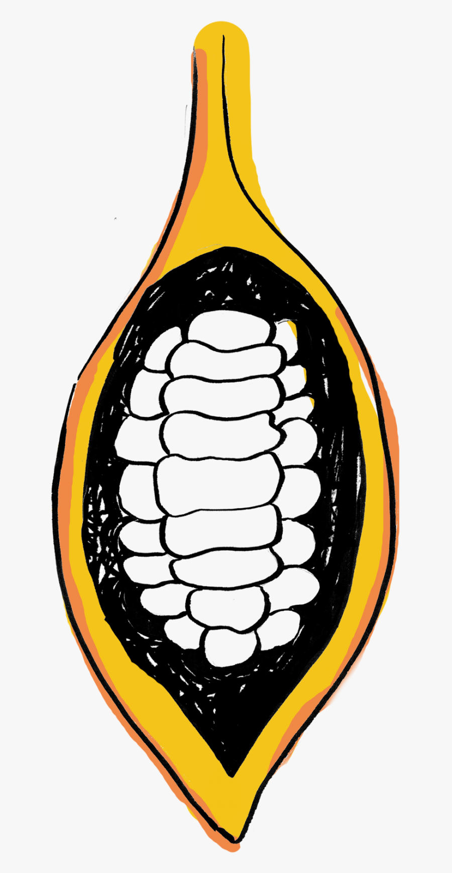 Cacao Pod Split Open Graphic - Cocoa Pod Cocoa Beans Clipart, Transparent Clipart