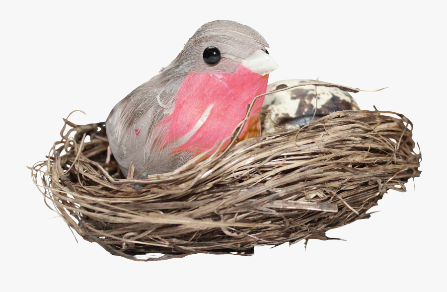 Clip Art Birds Nest Pictures - Bird In Nest Png, Transparent Clipart