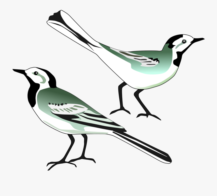 Artwork,wing,bird - Pied Wagtail Png, Transparent Clipart