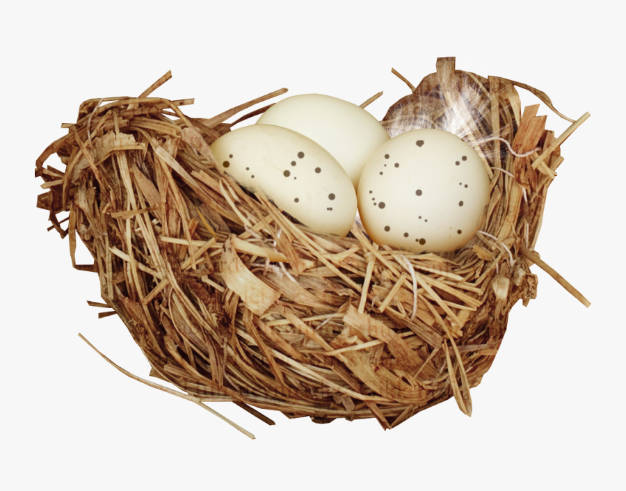 Birds Nest With Birds Png, Transparent Clipart