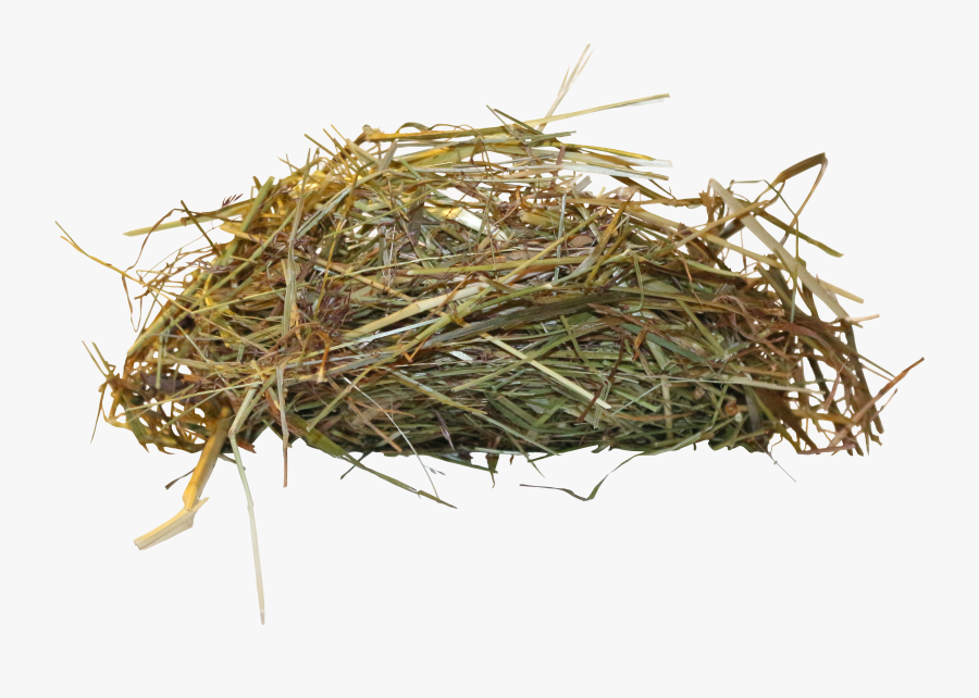 Clip Art Edible Bird S Transprent - Bird Nest, Transparent Clipart