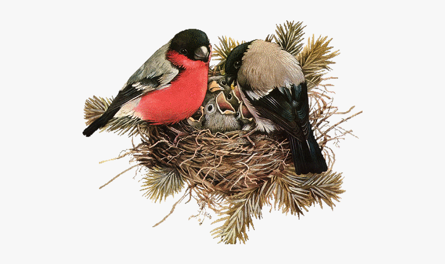 Bird,beak,bird Nest,perching - Birds In Nest Png, Transparent Clipart