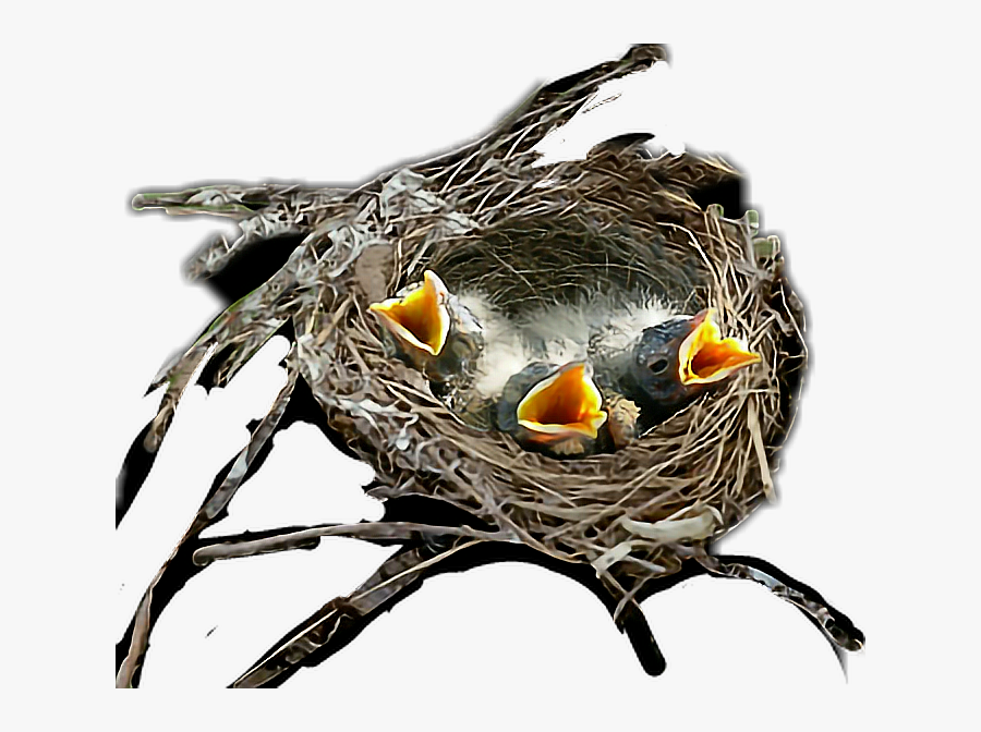 Clip Art Birds Nest Pictures - Hungry Birds, Transparent Clipart