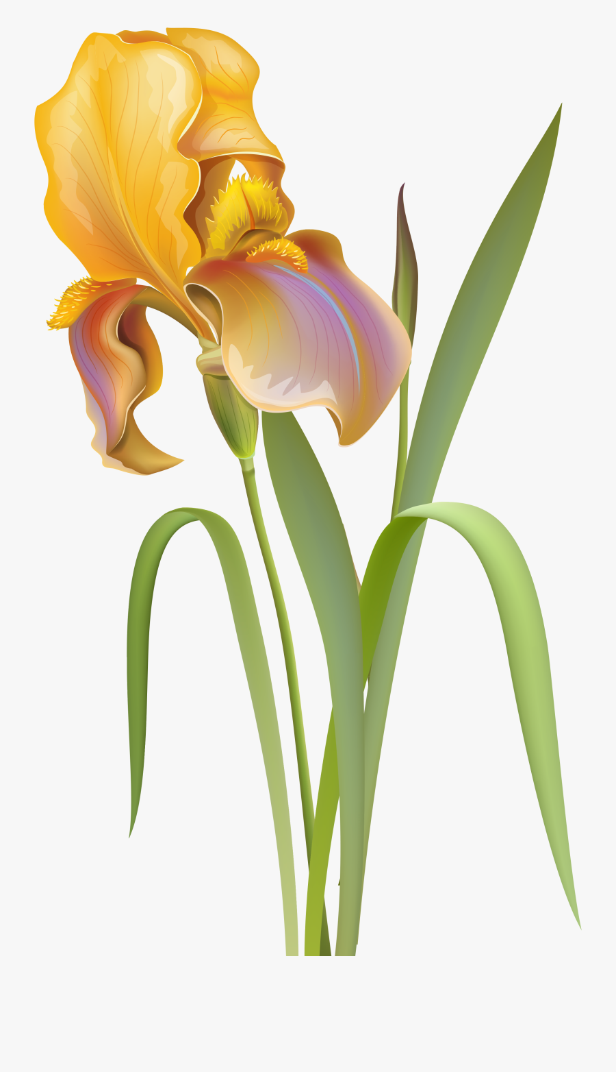 Iris Flower Png Clip Art - Iris Flower Iris Png, Transparent Clipart