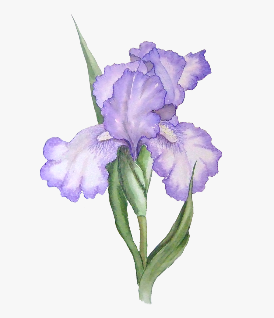 Clip Art Free Transparent Png Files - Watercolor Purple Flower Transparent Background, Transparent Clipart