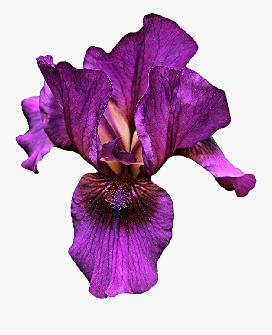 Iris Flower Clipart At Getdrawings - Purple Iris Iris Flower Png, Transparent Clipart