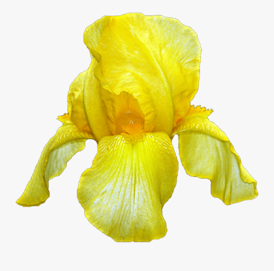 Yellow Iris - Clip Art, Transparent Clipart