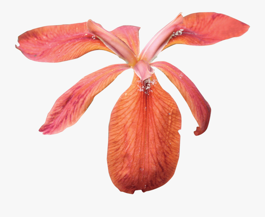 Clip Art Red Iris Flower - Flower, Transparent Clipart