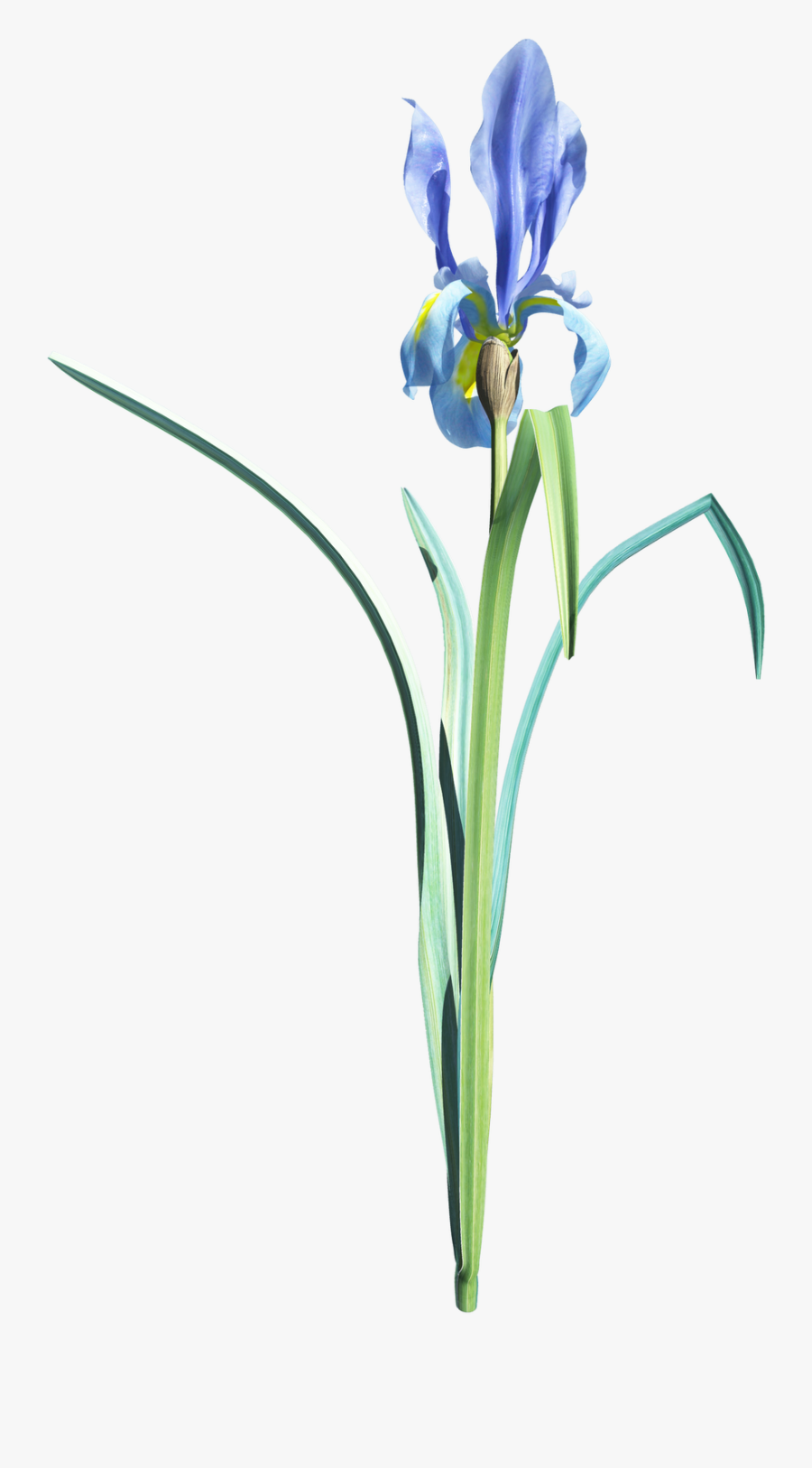 Free High Resolution Graphics And Clip Art - Orris Root, Transparent Clipart