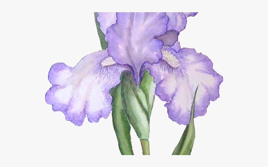Watercolor Purple Flower Transparent Background, Transparent Clipart