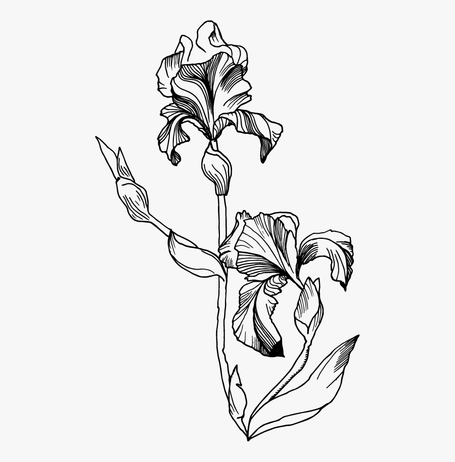 Transparent Iris Clipart Black And White - Black And White Single Flower, Transparent Clipart